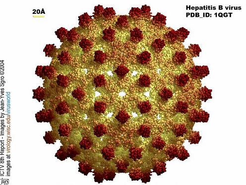 Hepatitis - "tiha bolest koja ubija" 2