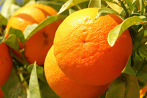 Narandža 2