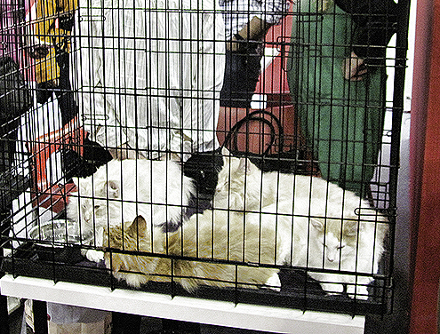 Tamjan, fitilji i mačke u kavezu 2