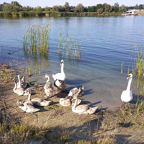 Jezero labudova 16