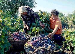 Fruit of Serbia 1