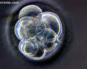 Veliki mali embrion 2