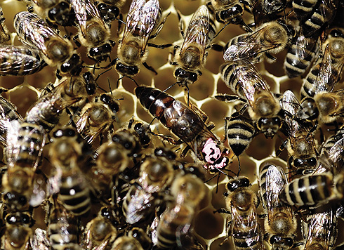 Nestajanje pčela 8