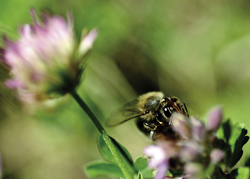 Nestajanje pčela 7