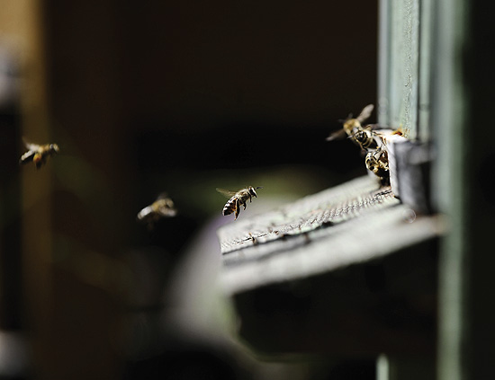 Nestajanje pčela 6