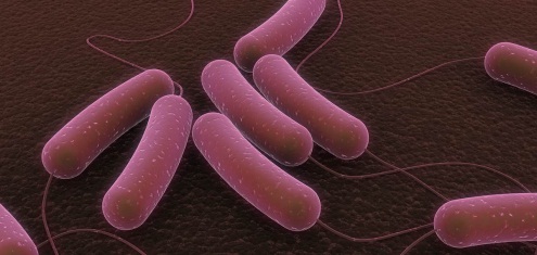 Smrtonosna bakterija u „komšiluku"? 18