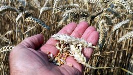 Zabrana izvoza pšenice: Nova tema u izbornoj kampanji 6