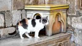 Dubrovnik i Split: Kuća za mačku i za svetioničara 16