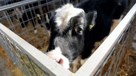 Nestašica mleka u septembru: Neophodna hitna pomoć države 11