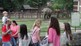 Premeštanje zoološkog vrta: Šapićev svojevoljan, izuzetno pogrešan predlog 24