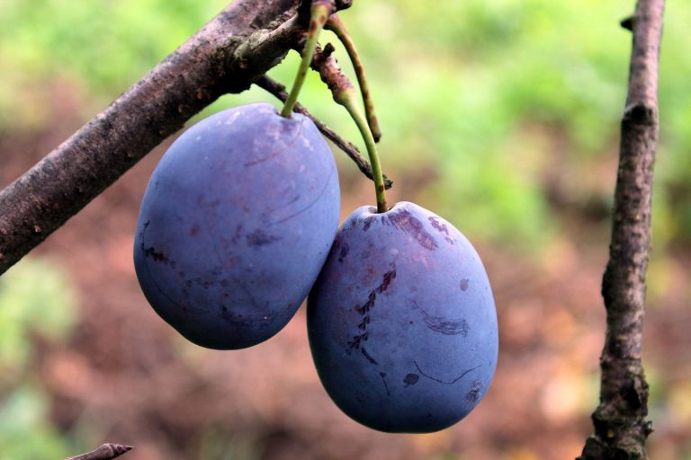 Ministarstvo: Srbiji nije zabranjen izvoz voća 2