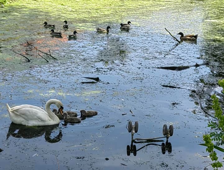 Kanal u Kotežu: Uginulo više od 60 ptica za trinaest dana 2
