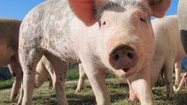Zaustavljeno širenje afričke kuge svinja u Srbiji 15