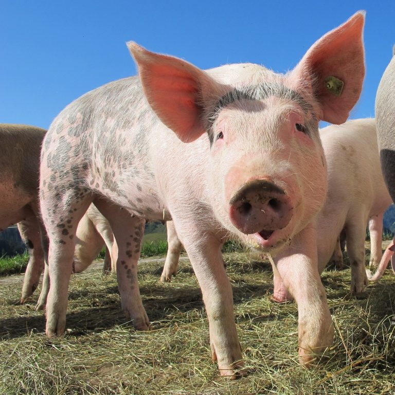 Zaustavljeno širenje afričke kuge svinja u Srbiji 2